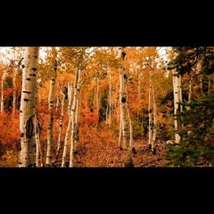 Beautiful Nature Video With peaceful music
