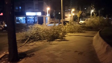 Un temporal histórico de viento deja centenares de incidencias en Córdoba
