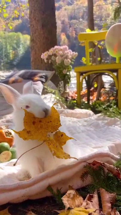 Very cute rabbit