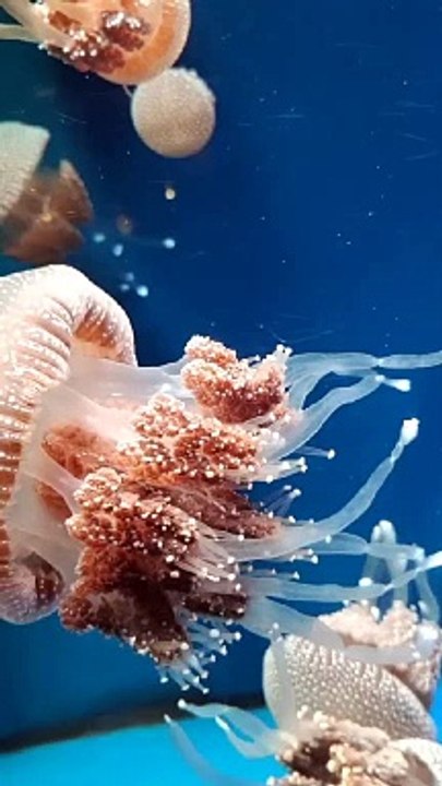 Beautiful jellyfish