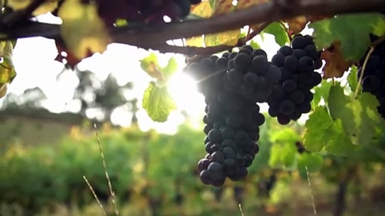 China agrees to review tariffs on Australian wine ahead of Anthony Albanese's visit to Beijing