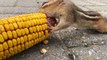 Chipmunk Loves Corn on the Cob