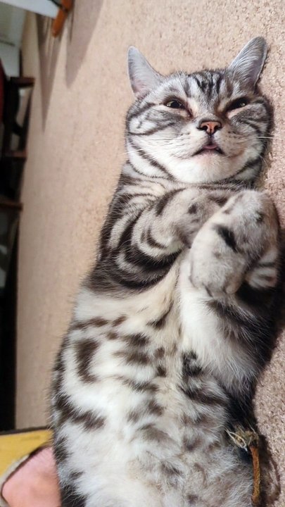 Purring Cat Is the Face of Pure Bliss