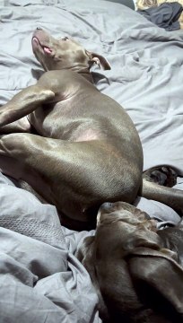 Stinky Snores For Sleeping Dog