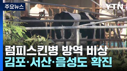 [취재앤팩트] 럼피스킨병, 14건으로 늘어...'방역 비상' / YTN