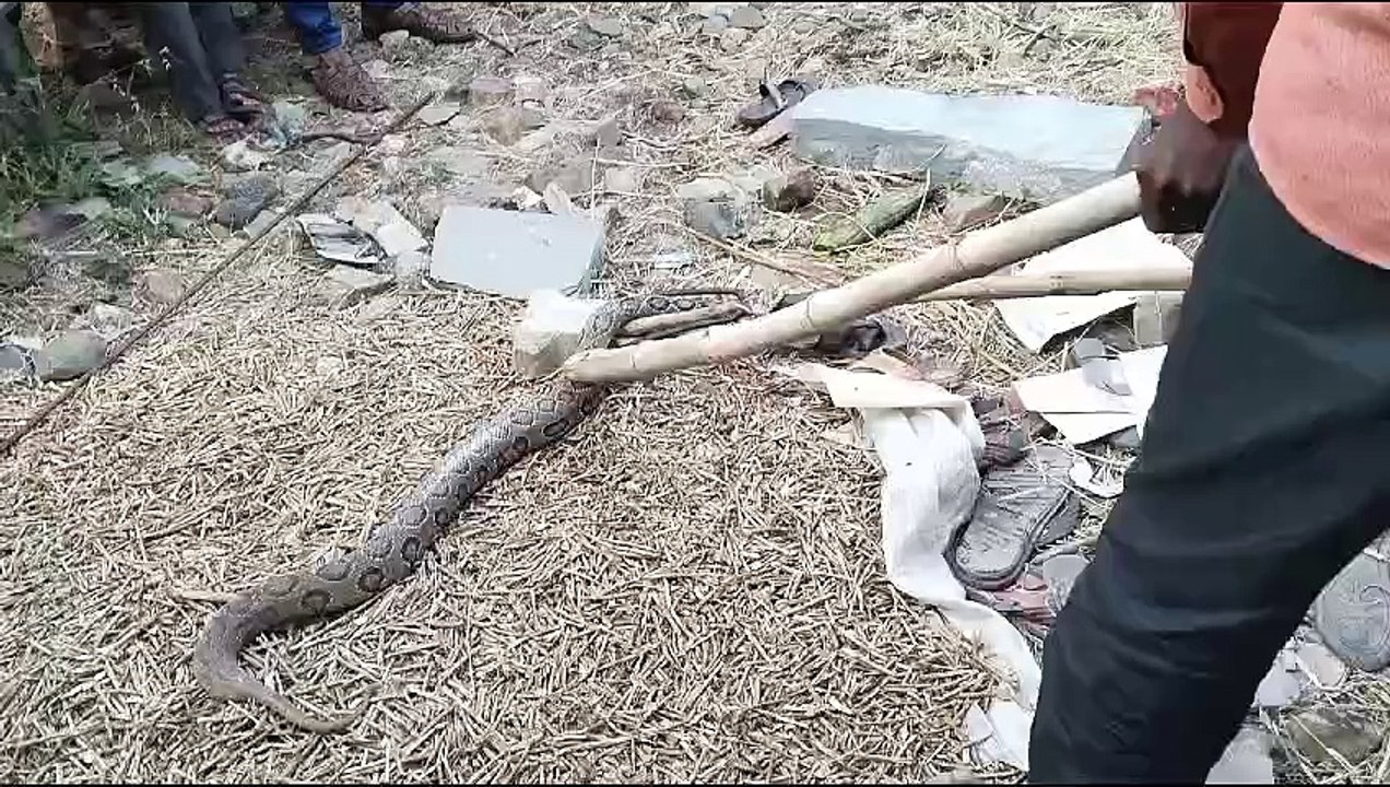 Python entered village, created panic