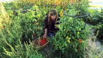 Unboxing & Potting Avocado Trees   Canning the MOST Delicious Marinara Sauce!