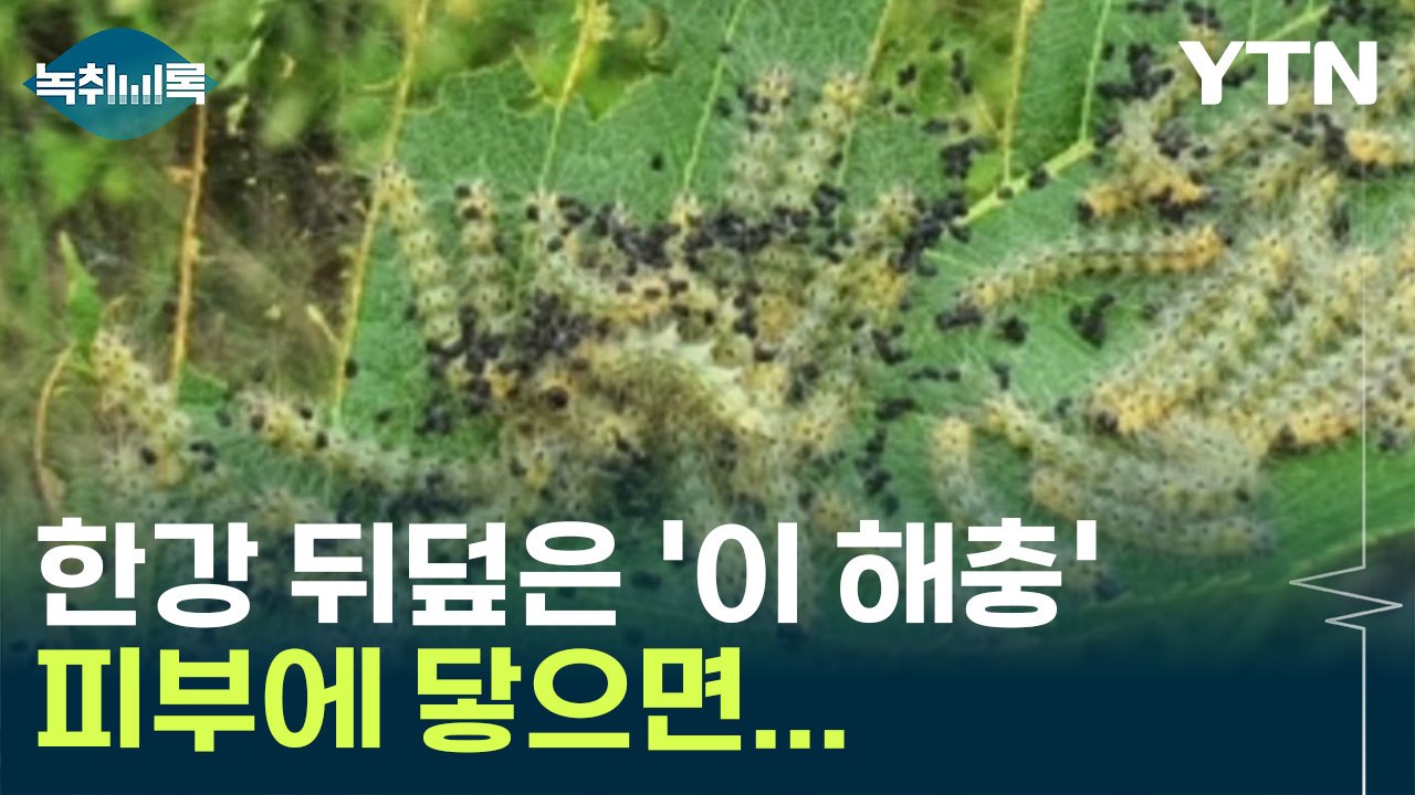 한강 발칵 뒤집은 '미국흰불나방', 피부에 닿으면... [Y녹취록] / YTN