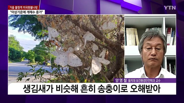 [더뉴스] 도심 공원에 미국흰불나방 유충 '우글우글'...전국 확산 우려 / YTN