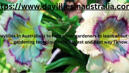 Daylilies In Australia
