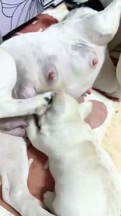 Dog Puppies Drinking Milk From Mother Dog | Animals Funny Moments | Cute Pets | Satisfying Videos #animal #dogs #pets #satisfyingvideos