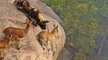 WILD DOGS HUNT ANTELOPE ON EDGE OF CLIFF
