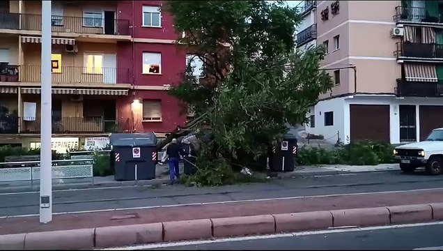 Trabajos de retirada de árboles caídos durante el temporal en Córdoba