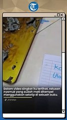 Hobi Unik, Bukan Barang Mewah atau Antik, Wanita Ini Pilih Koleksi Ratusan Nyamuk Ditempel di Buku