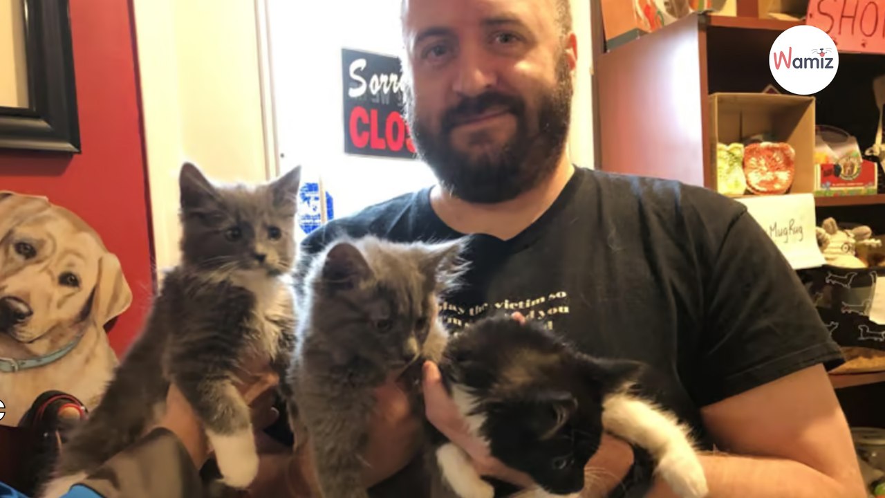 Hombre entra en un refugio para adoptar un gato: nada sale según lo planeado (Vídeo)