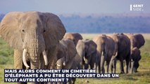 Un cimetière d’éléphants antiques découvert aux États-unis