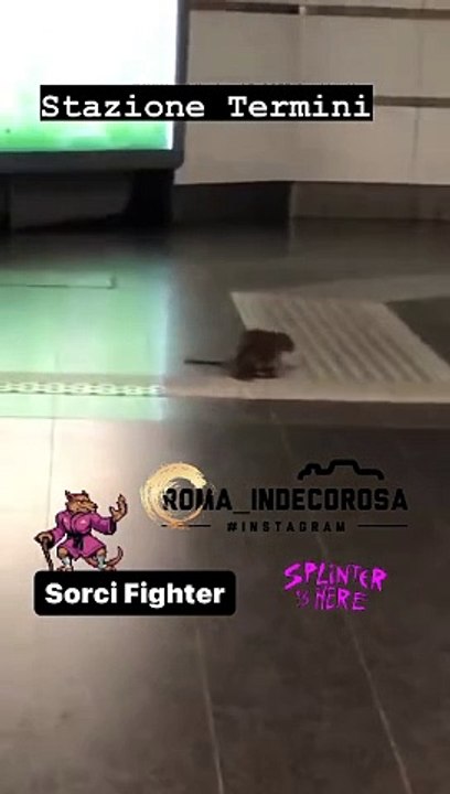 Combattimento tra topi Termini