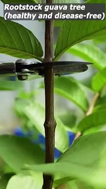 Guava tree grafting technique - grafting fruit trees #grafting #shorts
