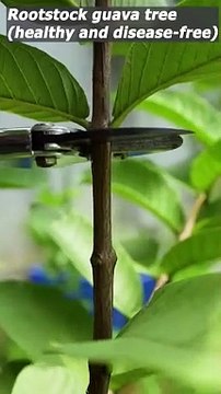 Guava tree grafting technique - grafting fruit trees #grafting #shorts
