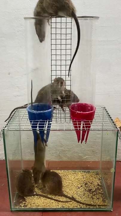 Easy humane mouse trap ideas at home __ Mouse trap 2 #rattrap #mousetrap #shorts