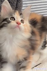 les Babycoons de Ti Laouen disponibles à la réservation