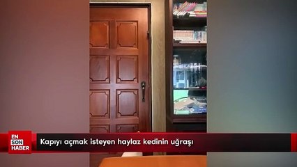 Kapıyı açmak isteyen haylaz kedinin uğraşı