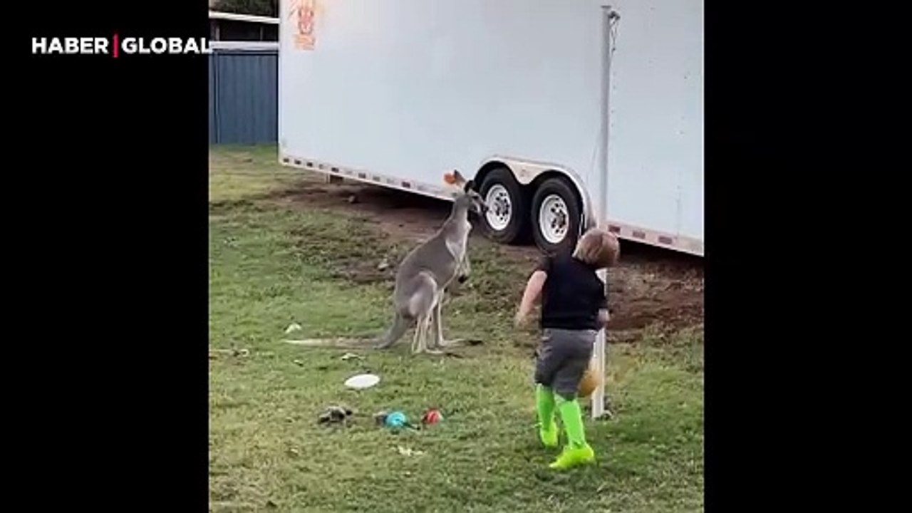 Küçük çocuk ile top oynayan kanguru kahkahaya boğdu