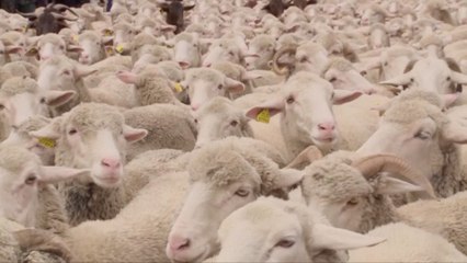 Ewe Heard It, This Flock of Sheep Replaced Cars in Madrid!