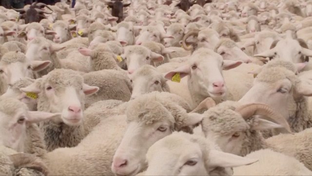 Ewe Heard It, This Flock of Sheep Replaced Cars in Madrid!