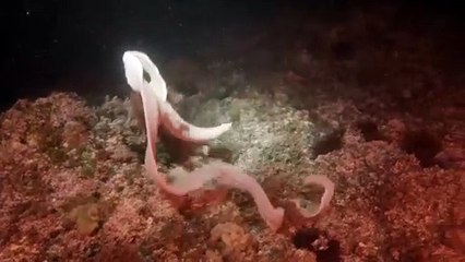 "Enguia fantasma" avistada pela primeira vez em Portugal (e há vídeo)