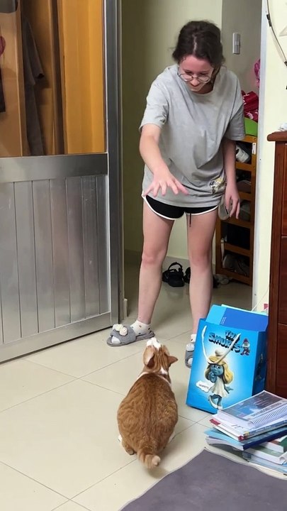 Jouer à la balle avec le chat