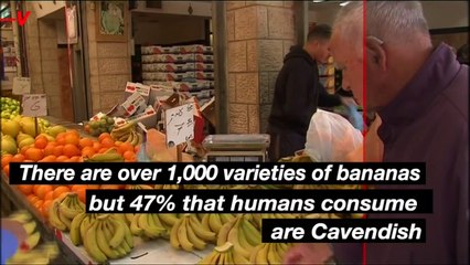 A Problem is Threatening the Future of Bananas