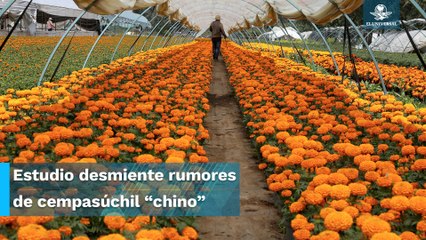 Cempasúchil “chino” no es transgénico, es cultivado en Xochimilco en la zona chinampera