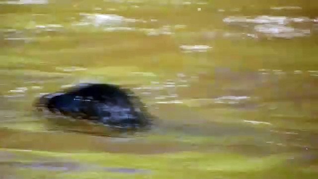 Seal spotted playing in the River Wear at Chester-le-Street