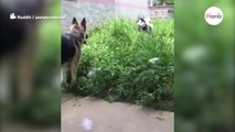 Husky intenta hacerse amigo de un pastor alemán de una forma demasiado graciosa (Vídeo)