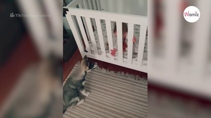 Husky salta a la cuna: tienes que ver la reacción del bebé (Vídeo)