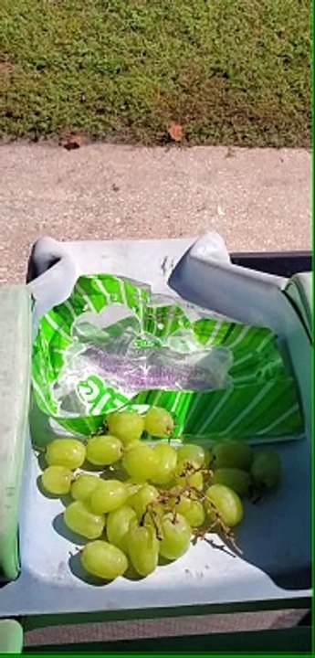 Green Grapes - Slide Test