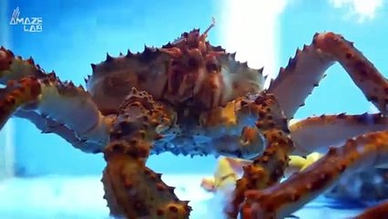 Scientists Finally Know Why 10 Billion Crabs Died in Alaska Over the Last Half Decade