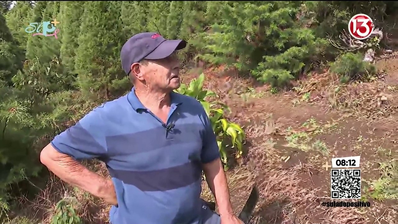 El Riachuelo: Árboles de navidad naturales