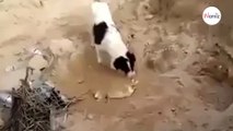 Questo cane si trova davanti alla tomba del fratello: ciò che fa è impressionante (Video)