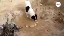 Questo cane si trova davanti alla tomba del fratello: ciò che fa è impressionante (Video)