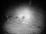 Bergamo, primo branco di lupi sulle Orobie: sono nati 4 cuccioli