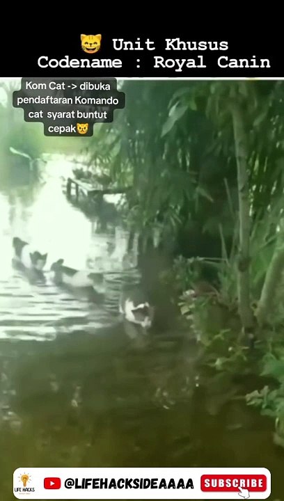Video lucu Viral