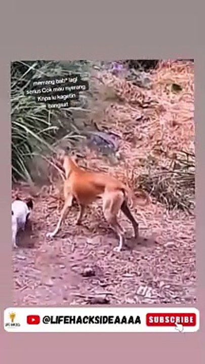 Video lucu Viral