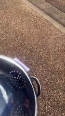 L'effet éclipse et sténopé crée des ombres en forme de croissant