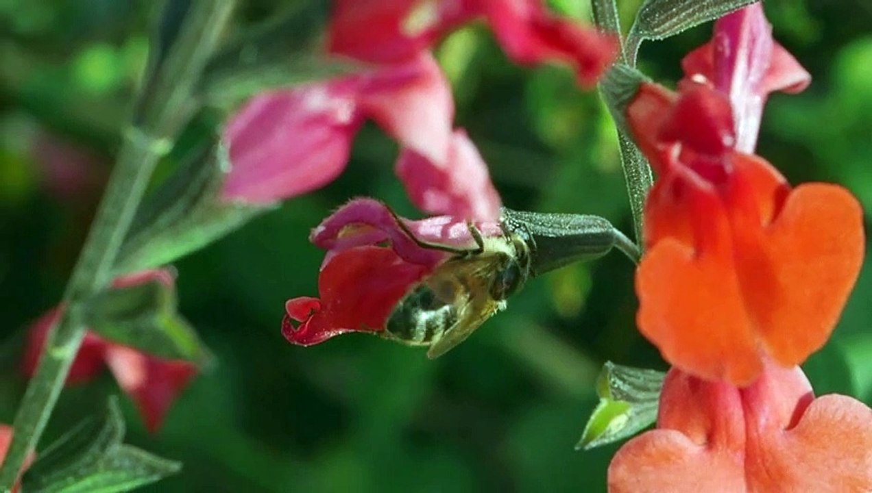 Summer insects stick around as temperatures rise