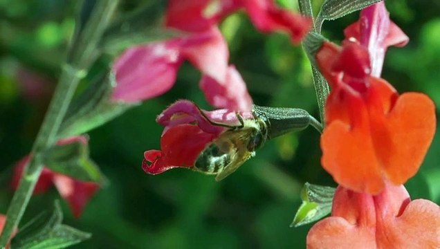 Summer insects stick around as temperatures rise
