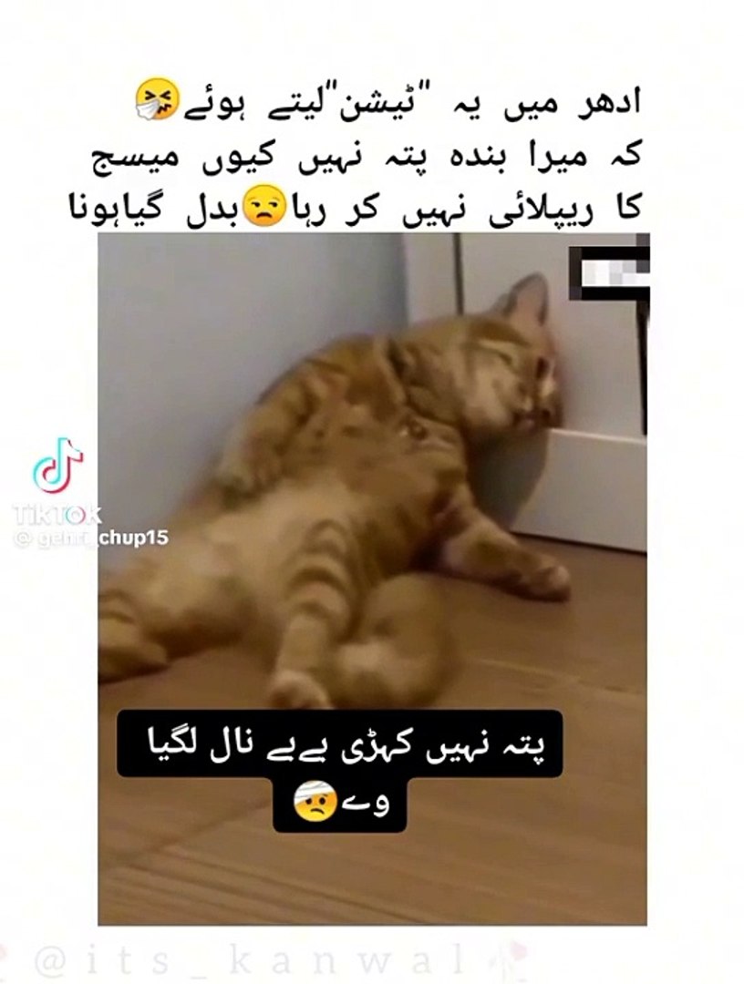 Entertainment funny videos