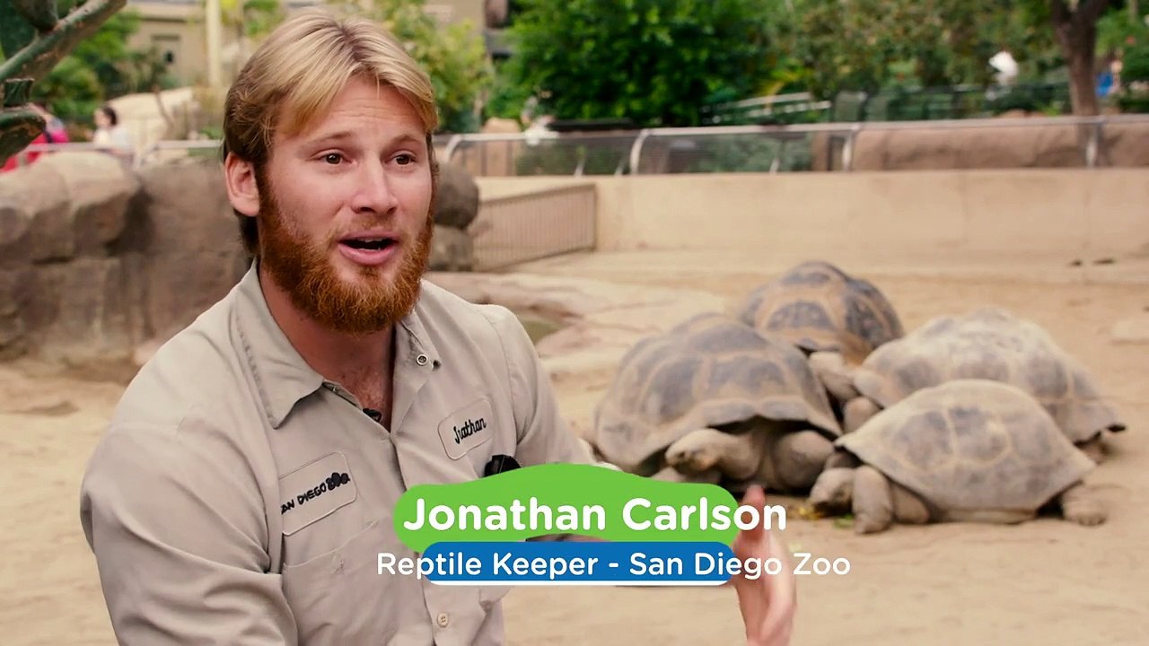 Just How Long Has This Galapagos Tortoise Lived at the Zoo?