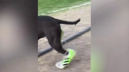 Extreme Try Not to Laugh #1